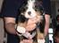 Berner sennenhund Morgan - MAN KAN SE MIN UNDERVOGN!!! SÆT MIG NEEEED!!!!