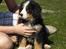 Berner sennenhund Morgan