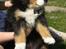 Berner sennenhund Morgan