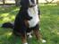Berner sennenhund KAHLUA