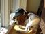 Beagle ANTON *Savner dig*
