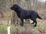 Labrador retriever Taslas little CloudDancer - Cloud og søster Kandis