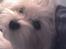 Malteser Coco
