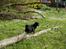 Labrador retriever Taslas little CloudDancer - Cloud og Kandis