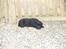 Labrador retriever Taslas little CloudDancer