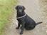 Labrador retriever Taslas little CloudDancer - Cloud, 10 mdr. gammel