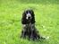 Cocker spaniel Chianti (Fisen) R.I.P - Hej velkommen til min ´side´, I må meget gerne skrive en hilsen eller bedømme mig. Mange vuf fra Charmetrolden chianti