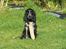 Cocker spaniel Chianti (Fisen) R.I.P - Jeg fik den her apport af naboen