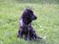 Cocker spaniel Chianti (Fisen) R.I.P