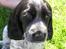 Cocker spaniel Chianti (Fisen) R.I.P - Første dag hos min ´Mor´....Såååå fin