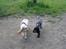 Cocker spaniel Chianti (Fisen) R.I.P - Fisen og smukke ´moster´ Freja til cockertræf maj 2009... 2 mdr før Fisen døde