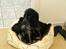 Cocker spaniel Chianti (Fisen) R.I.P - Der var Mor heldig at fange mig inden jeg hoppede ud af min hvalpekasse, der sker jo hele tiden noget spændende andre steder