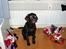Labrador retriever Duncan - så skulle der tages julebillede