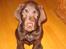 Labrador retriever Duncan - jeg sidder helt stille mor