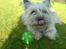 Cairn terrier Tofthus' Muffin - MMMHH!! Jeg har fået god aftensmad!