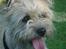 Cairn terrier Tofthus' Muffin - Jaaa!!!! Første gang i vandet, men det er stadig lidt farligt!