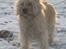 Cairn terrier Tofthus' Muffin - Dejjlig da i sneen ;b