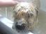 Cairn terrier Tofthus' Muffin - Muffin i bad! Hehe