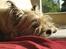 Cairn terrier Tofthus' Muffin - "Uphh Nu er jeg trææt :O" <3