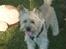 Cairn terrier Tofthus' Muffin - Halløj´sa !