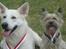 Cairn terrier Tofthus' Muffin - Muffin og Nivi har lige fået deres Medaljer.