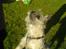 Cairn terrier Tofthus' Muffin - Efter boolden!!