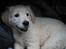 Golden retriever Lapija´s Bianca
