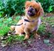 Tibetansk spaniel Cim-Cill Brassy Ludvig M.