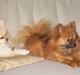 Pomeranian Steffy