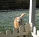 Golden retriever Dolly  22-03-11 R.I.P. 