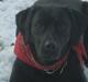 Blanding af racer Buddie | Mors hund <3