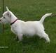 West highland white terrier KIKI