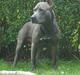 Amerikansk staffordshire terrier Tyson
