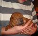 Shar pei Alma