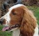 Welsh springer spaniel Balto