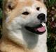Akita inu Tattoi