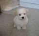 Bichon havanais Bailey <3