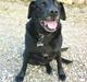 Labrador retriever Mille <3