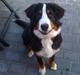 Berner sennenhund Morgan