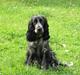 Cocker spaniel Chianti (Fisen) R.I.P