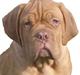 Dogue de bordeaux  Junker R.I.P.  22/12-09 