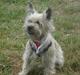 Cairn terrier Tofthus' Muffin