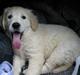 Golden retriever Lapija´s Bianca