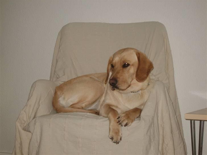 Labrador retriever Berta billede 19