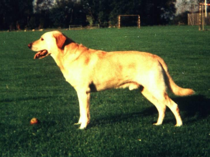 Blanding af racer Laban *R.I.P* billede 1