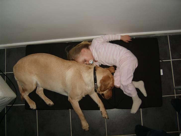 Labrador retriever Berta billede 20