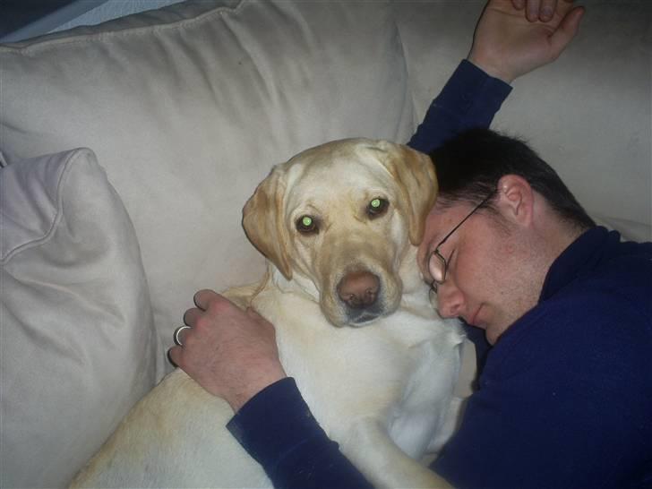 Labrador retriever Nellie billede 11