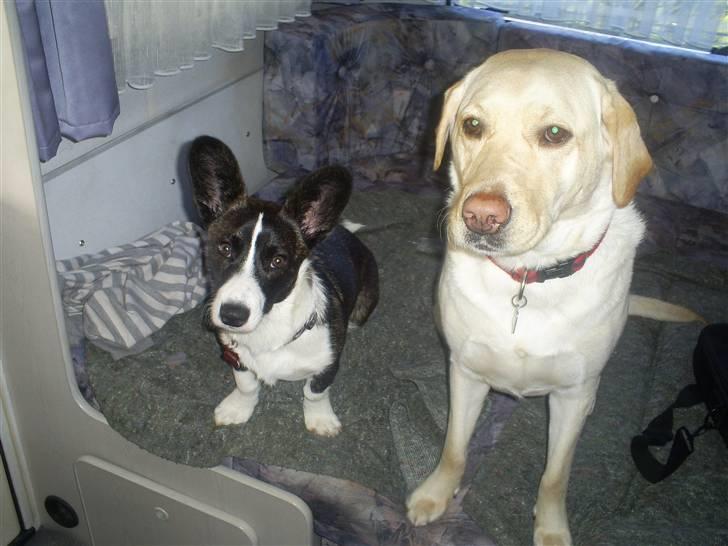 Labrador retriever Nellie - Så er vi med på camping billede 12