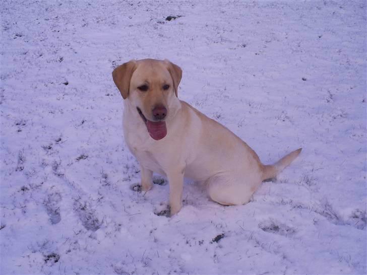 Labrador retriever Nellie - Jubiii sne billede 13