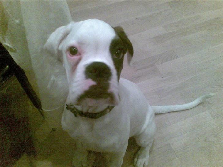 Boxer Hilmer billede 7